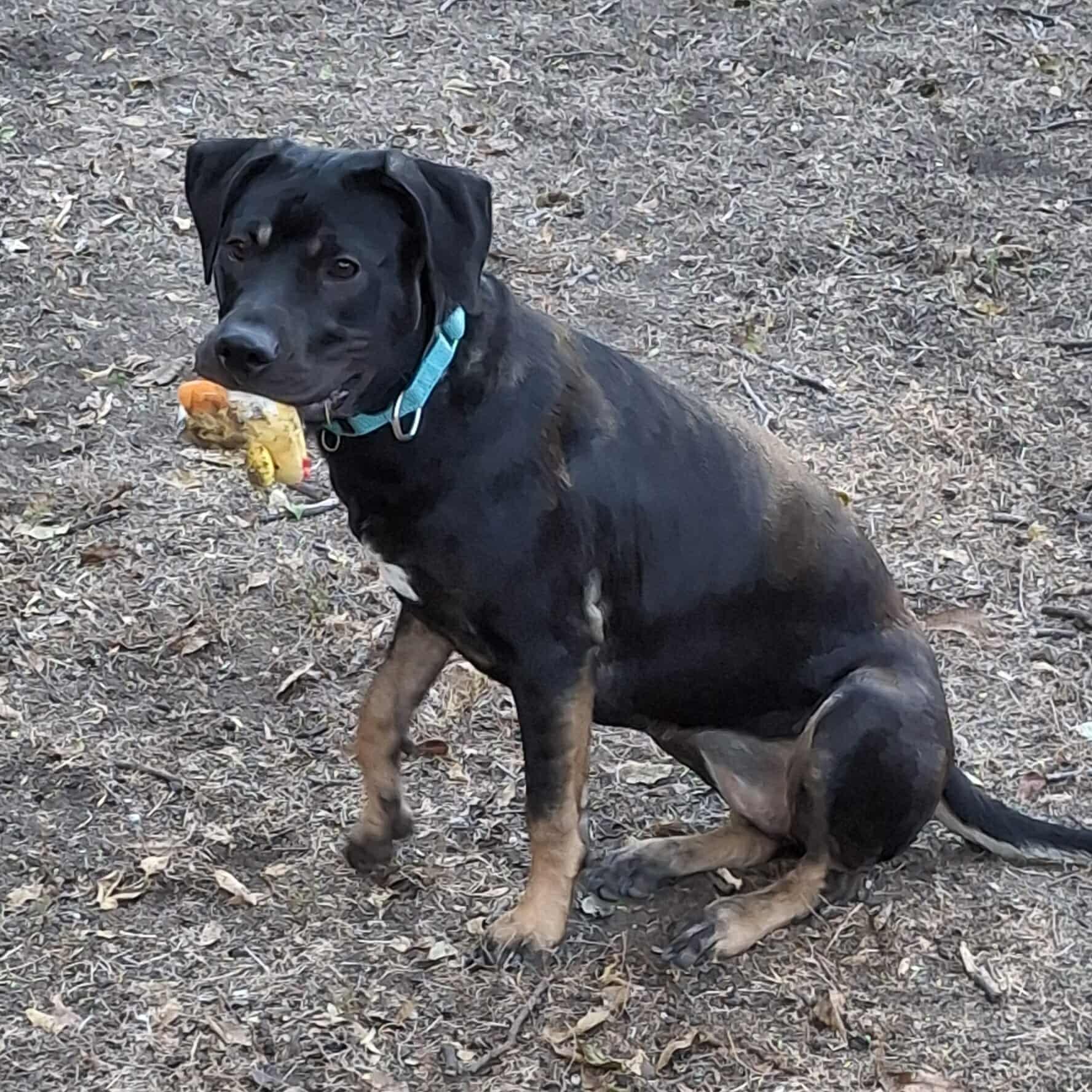 Enlarge Patti, a Adoptable Mixed Breed in Lockhart, TX image 3/6