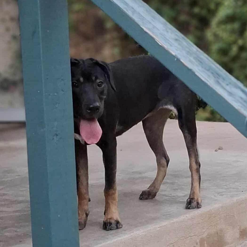 Patti, Adoptable, Young Female Mixed Breed.