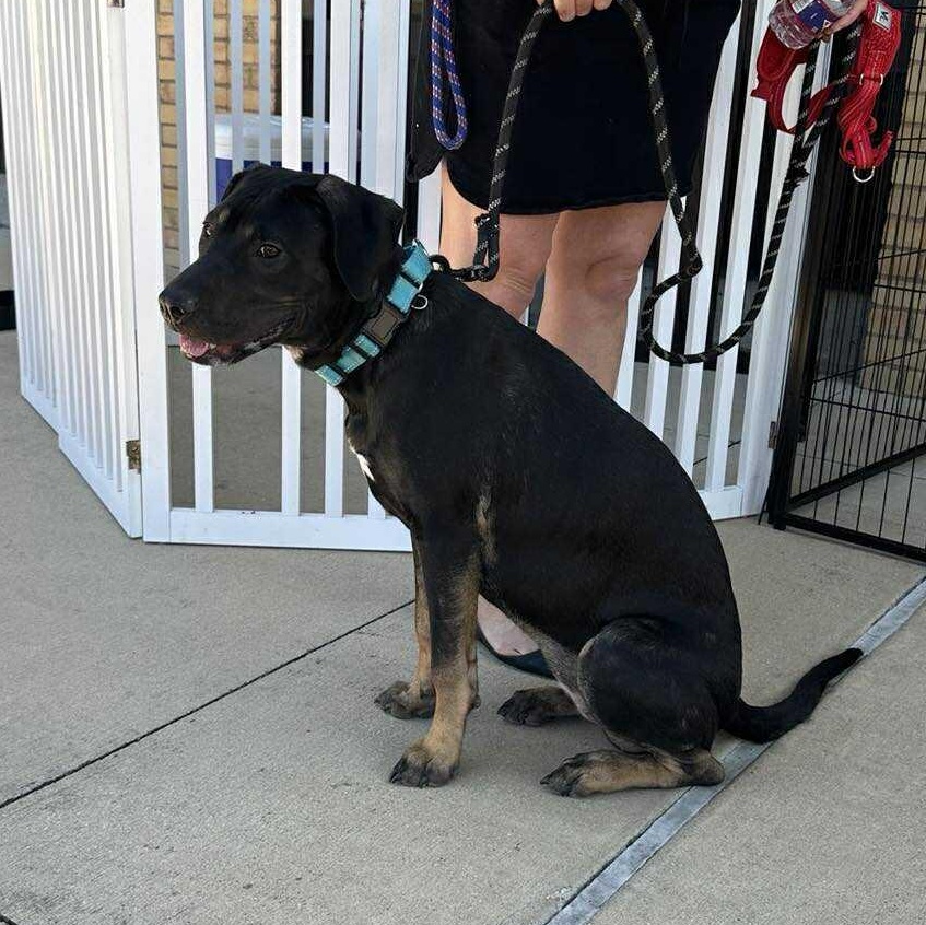 Enlarge Patti, a Adoptable Mixed Breed in Lockhart, TX image 4/6
