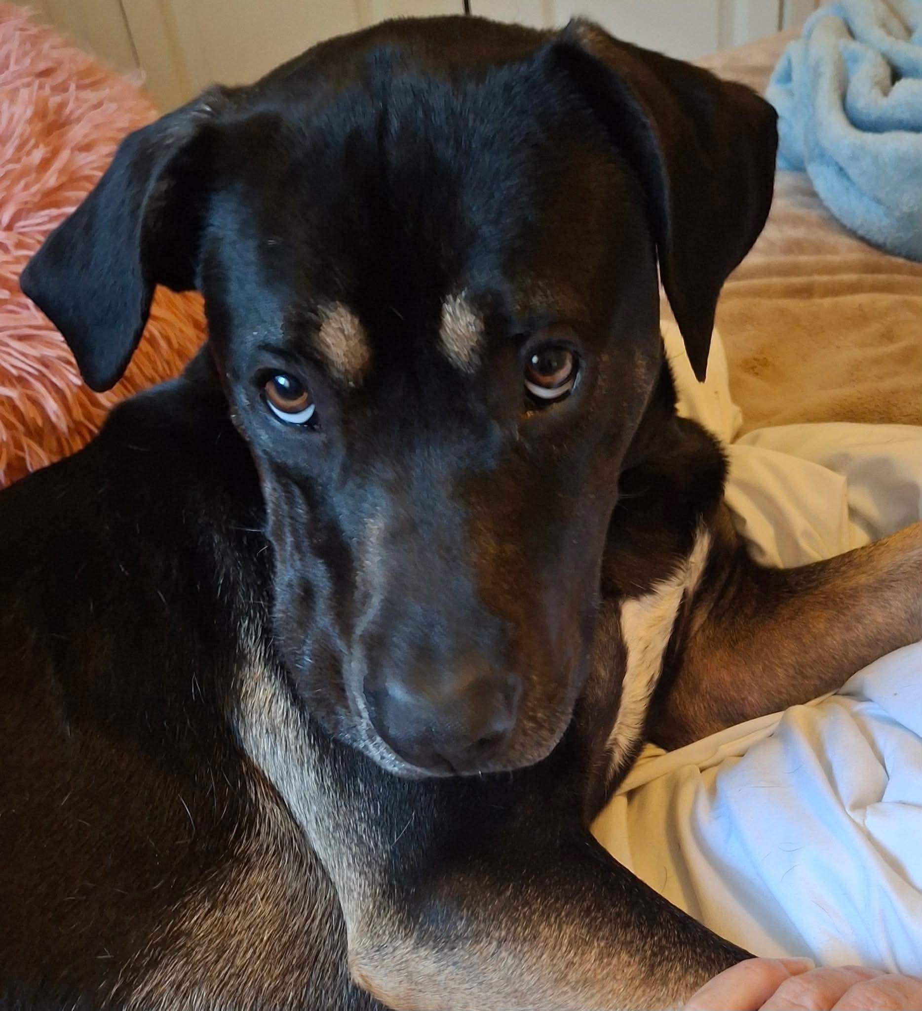 Enlarge Patti, a Adoptable mixed breed in Lockhart, TX image 2/6
