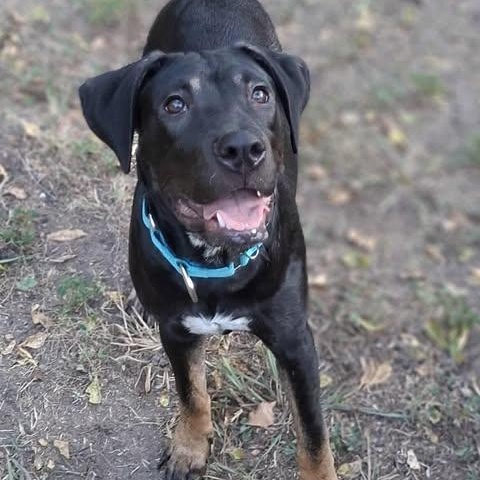 Enlarge Patti, a Adoptable Mixed Breed in Lockhart, TX image 5/6