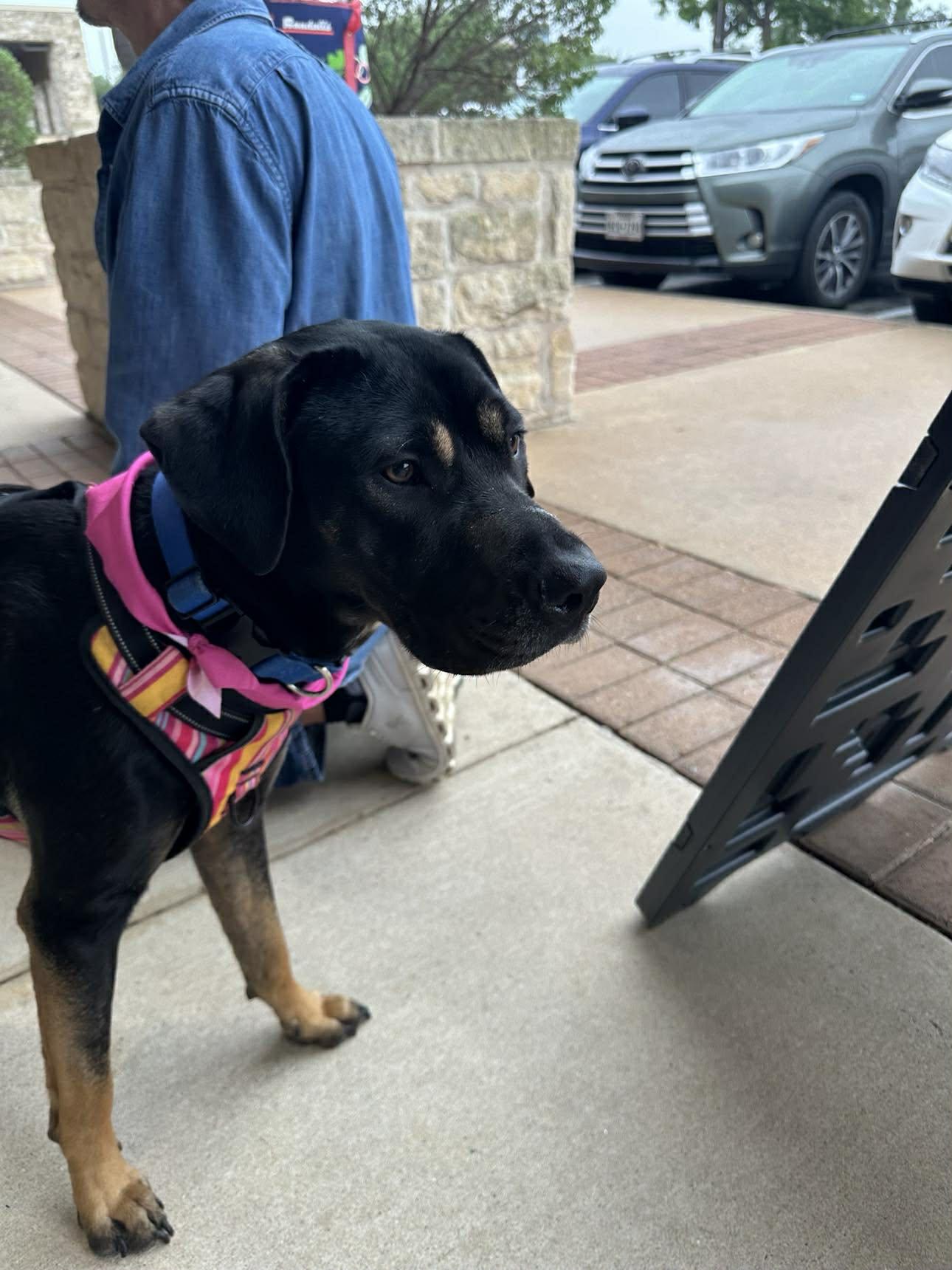 Enlarge Patti, a Adoptable mixed breed in Lockhart, TX image 6/6