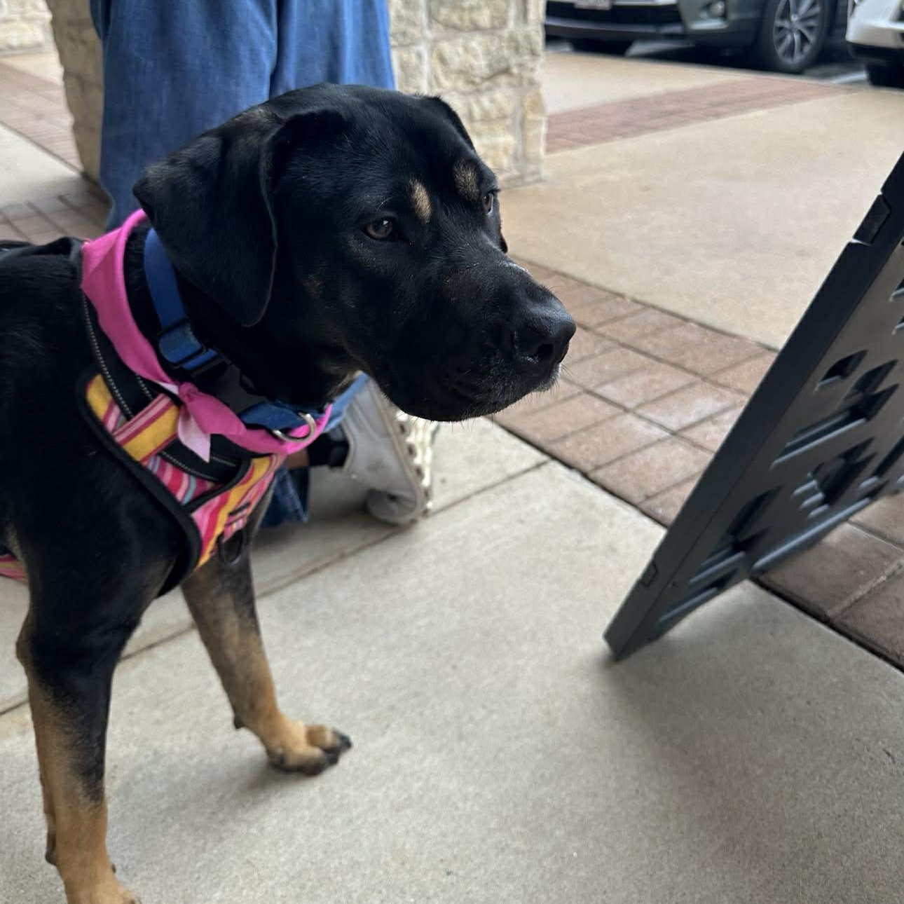 Enlarge Patti, a Adoptable mixed breed in Lockhart, TX image 4/6