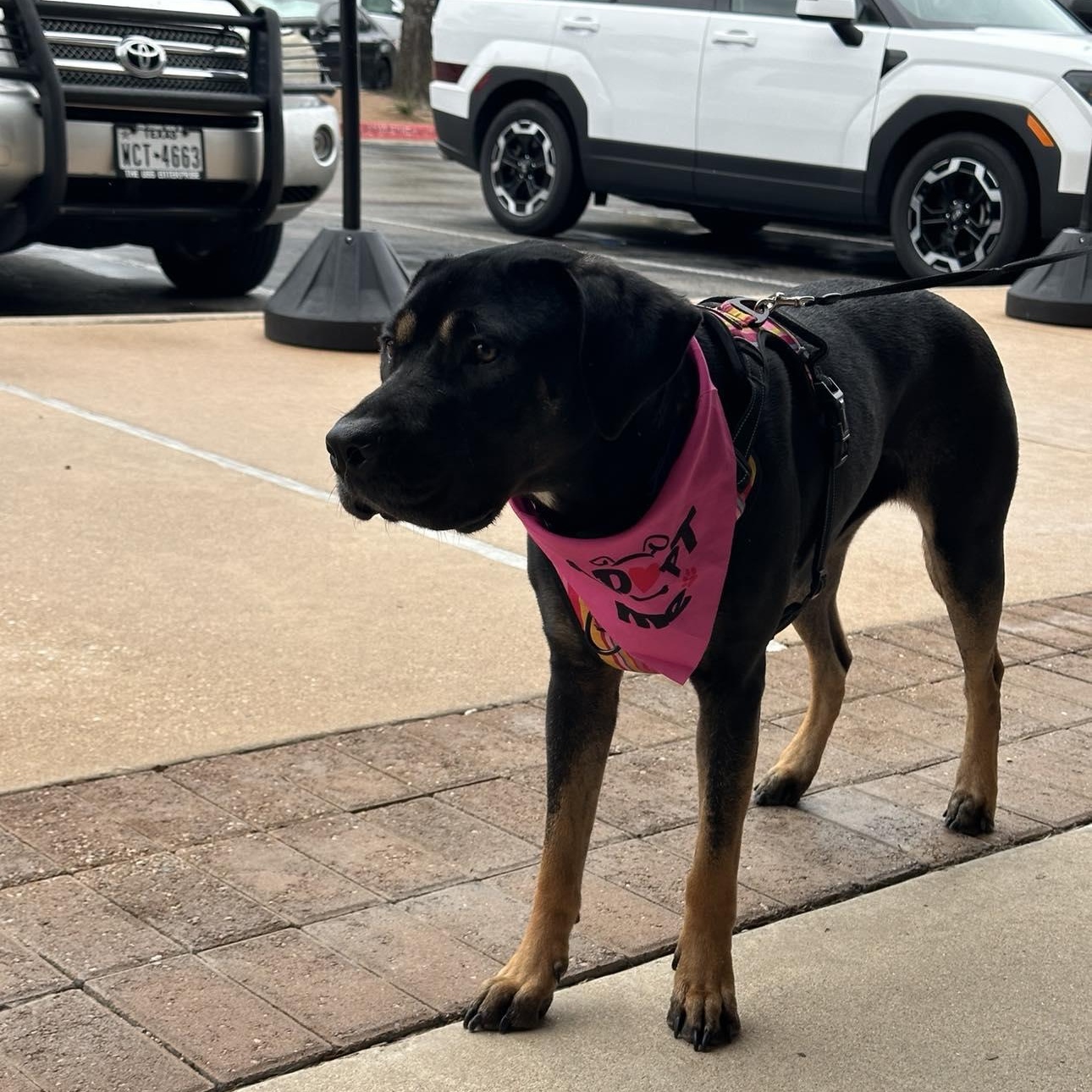 Enlarge Patti, a Adoptable mixed breed in Lockhart, TX image 2/6