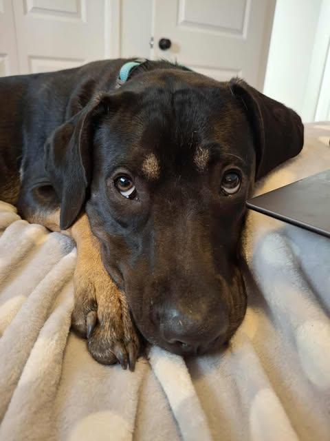 Enlarge Patti, a Adoptable Mixed Breed in Lockhart, TX image 2/6