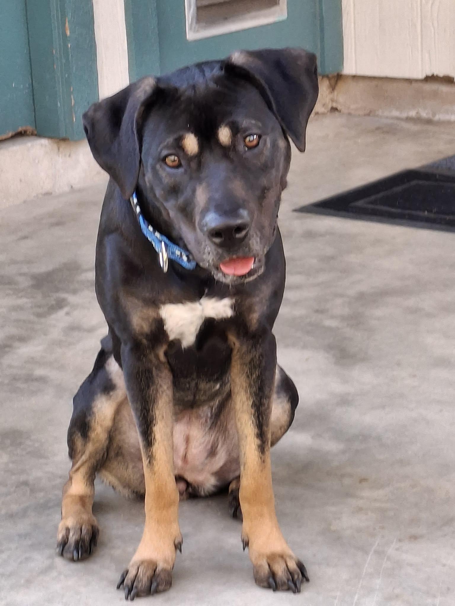 Enlarge Patti, a Adoptable mixed breed in Lockhart, TX image 1/6