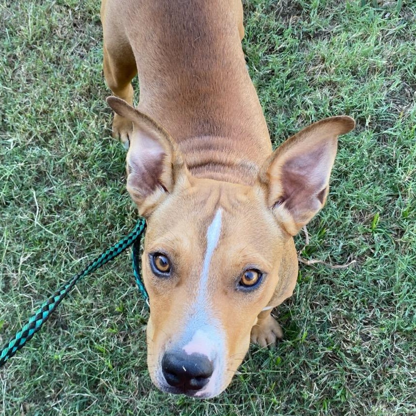 Water Boy aka Bobby Boucher