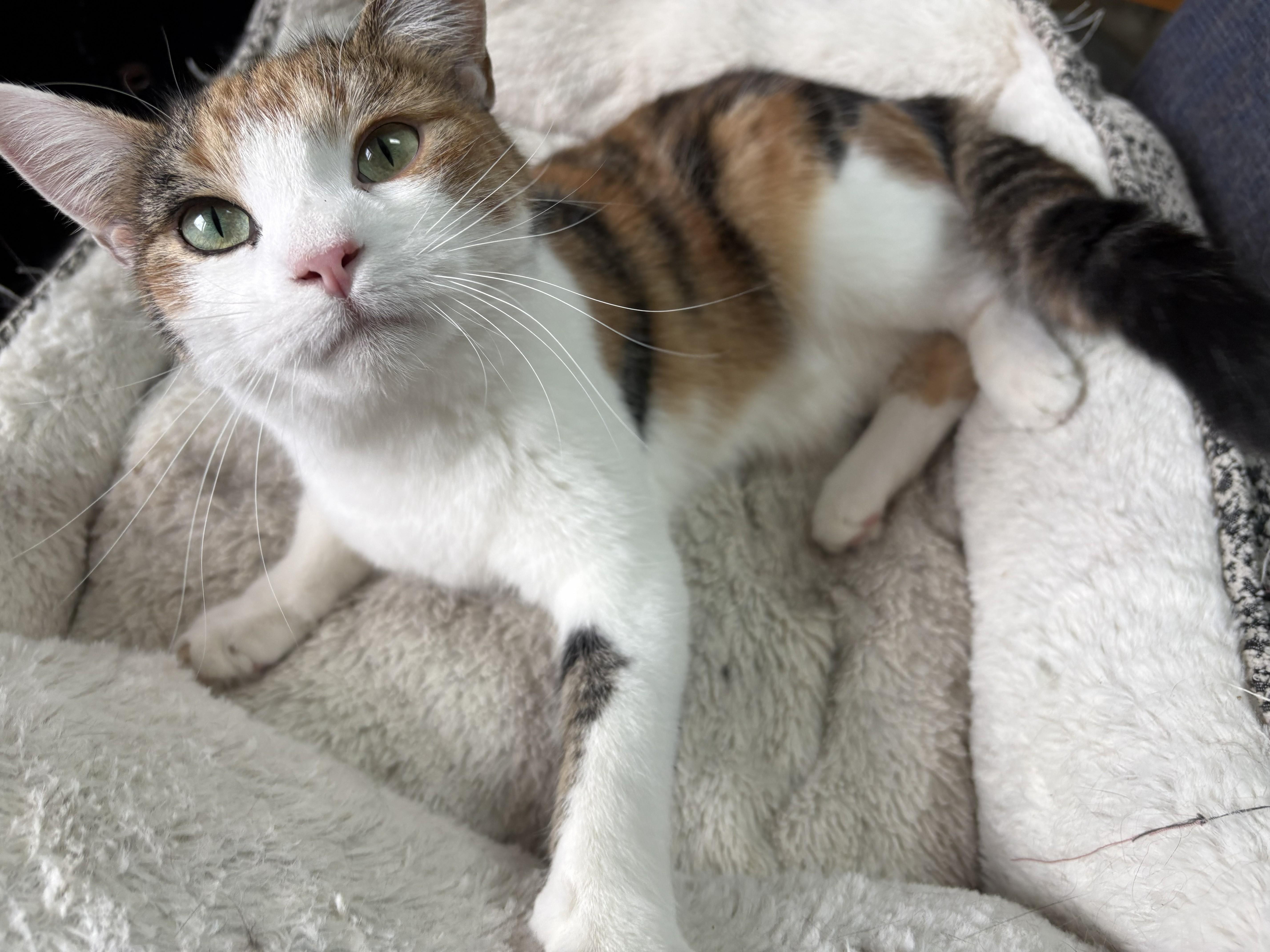 Enlarge Pocohontas, a ADOPTABLE Domestic Short Hair in Rock Falls, IL image 1/2