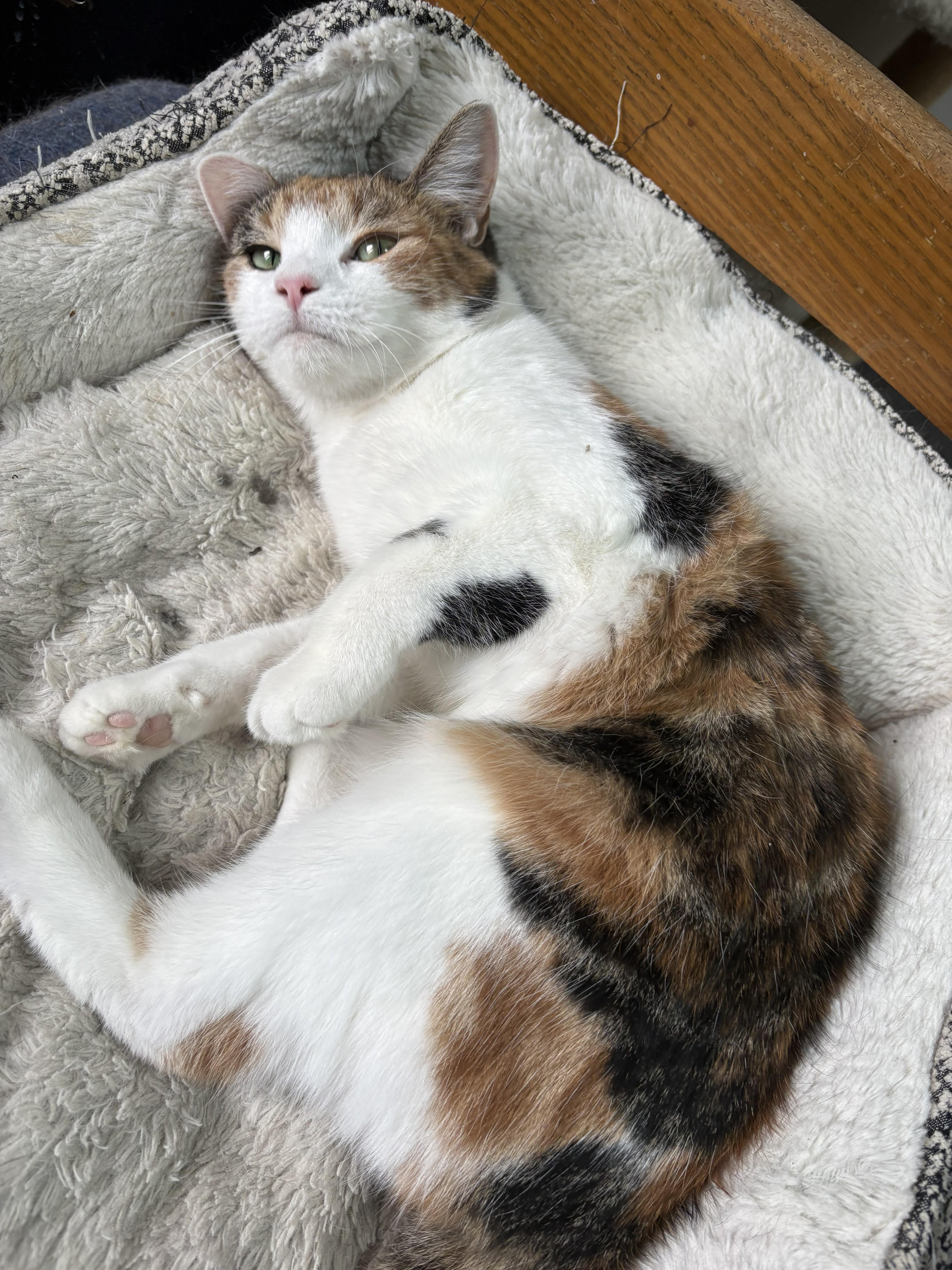 Enlarge Pocohontas, a ADOPTABLE Domestic Short Hair in Rock Falls, IL image 2/2