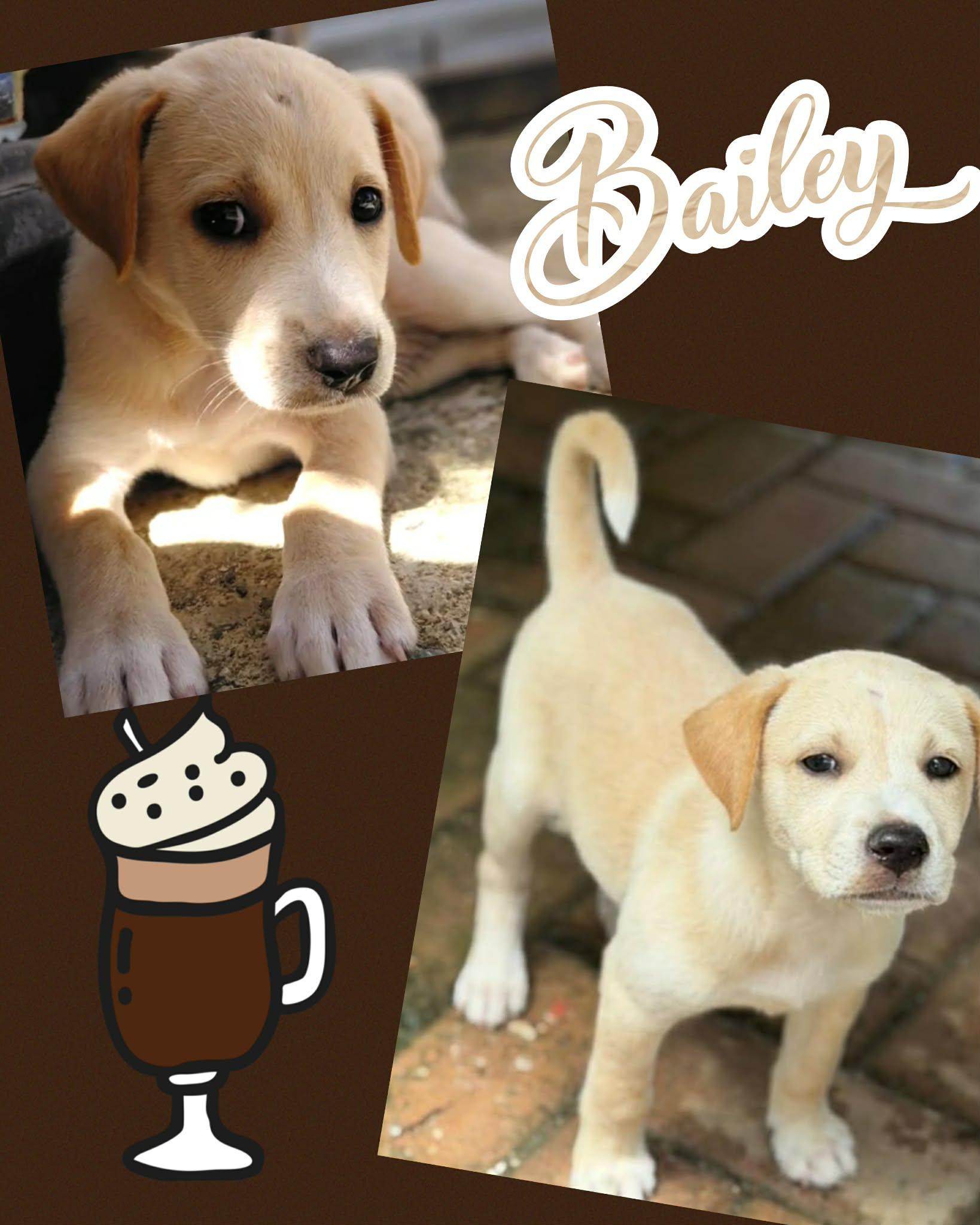 Bailey, ADOPTABLE, Puppy Female Labrador Retriever & Australian Shepherd.