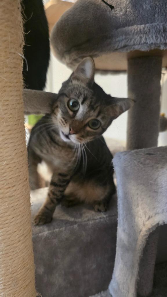 Erica, Adoptable, Kitten Female Domestic Short Hair.