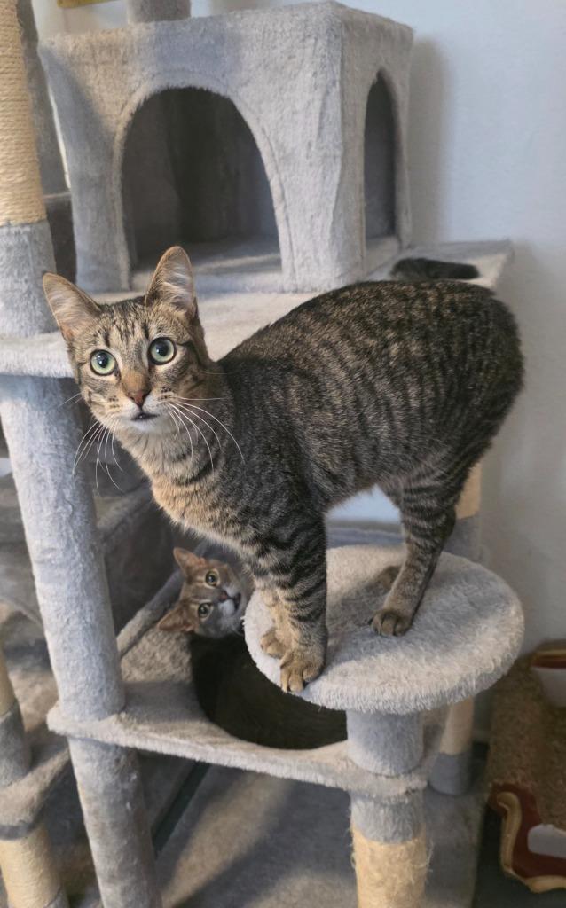Enlarge Erica, a Adoptable mixed breed in Miami, OK image 2/4