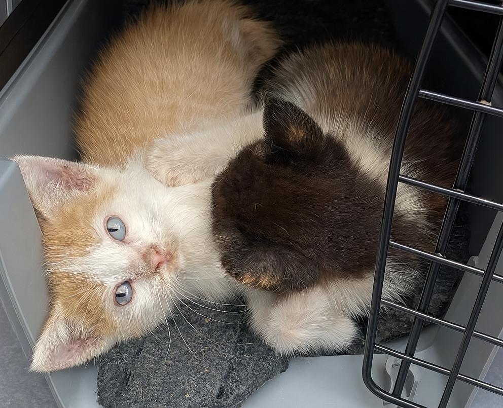 Tango, Adoptable, Kitten Male American Shorthair.