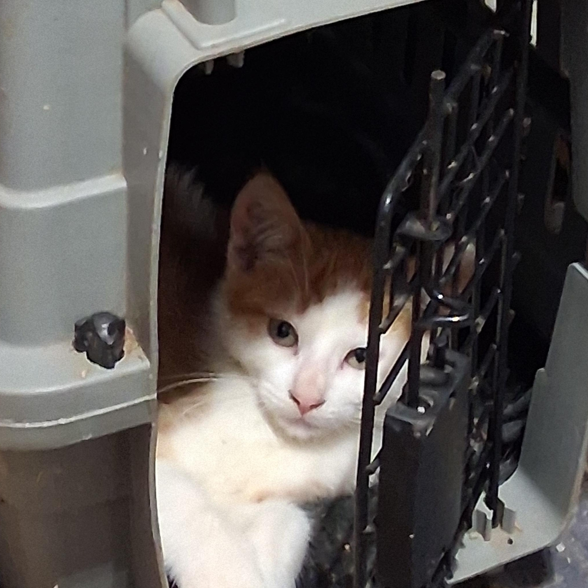 Enlarge Tango, a Adoptable American Shorthair in Caledonia, MN image 3/4