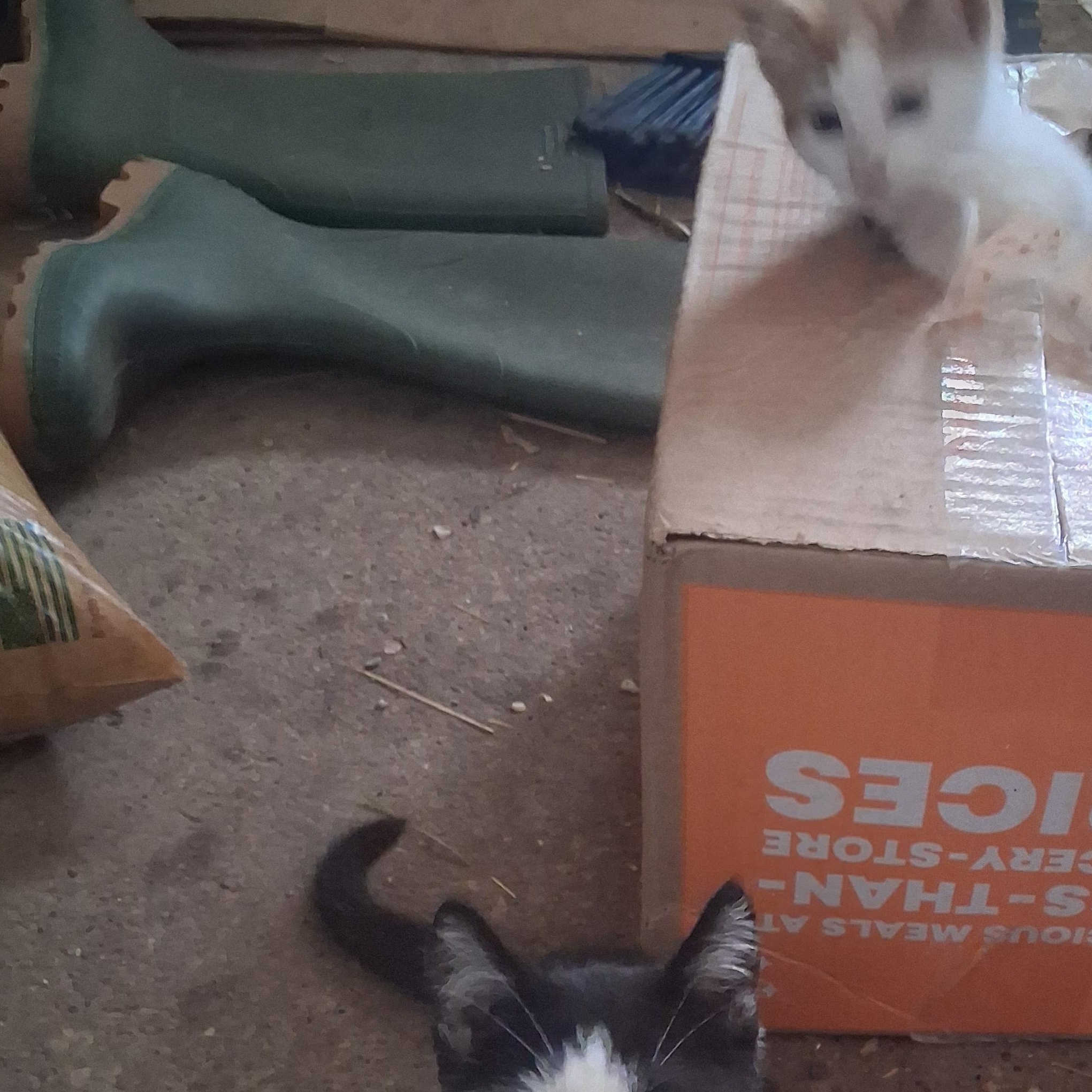 Enlarge Tango, a Adoptable American Shorthair in Caledonia, MN image 4/4