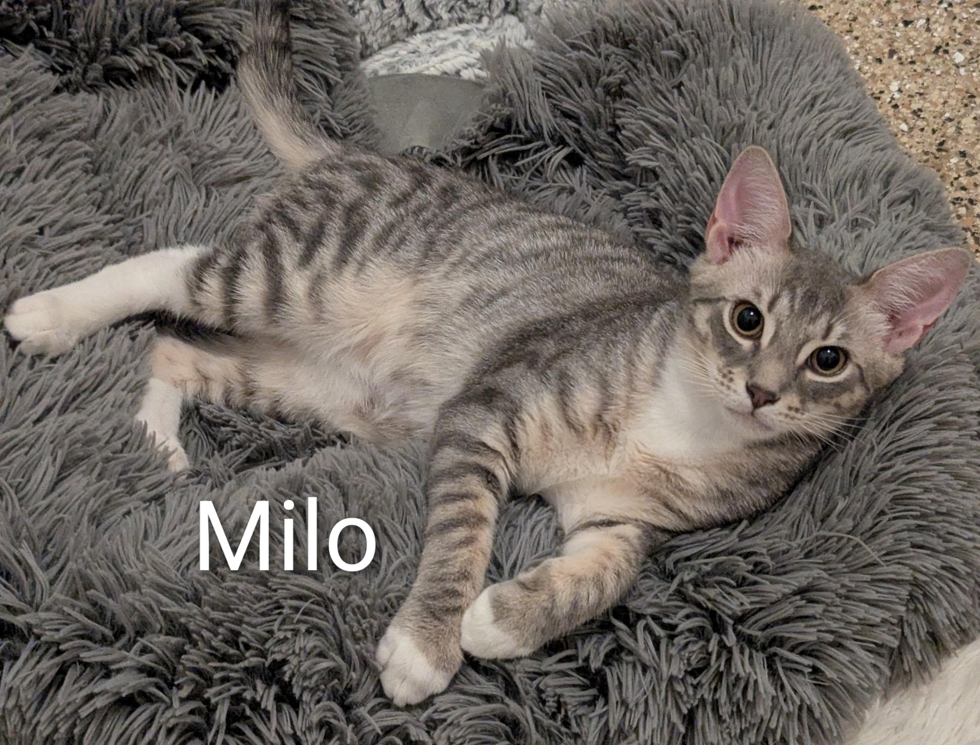 Enlarge Milo, a ADOPTABLE Domestic Short Hair in Fort Myers Beach, FL image 1/2