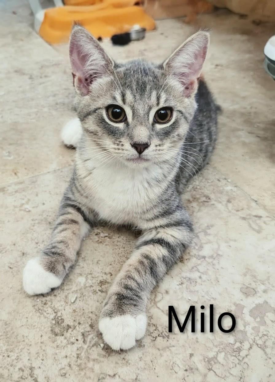 Enlarge Milo, a ADOPTABLE Domestic Short Hair in Fort Myers Beach, FL image 2/2