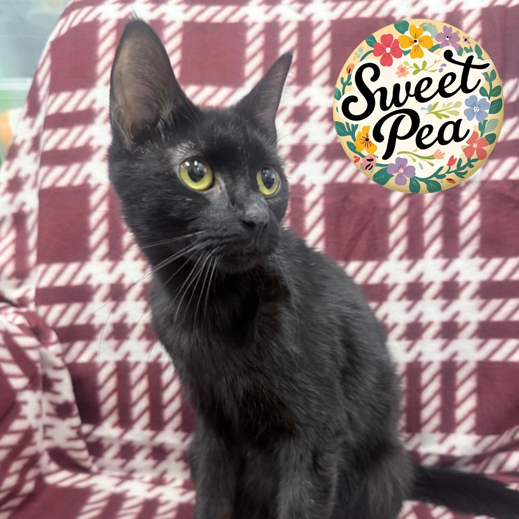 Caroline, Adoptable, Adult Female Domestic Short Hair.