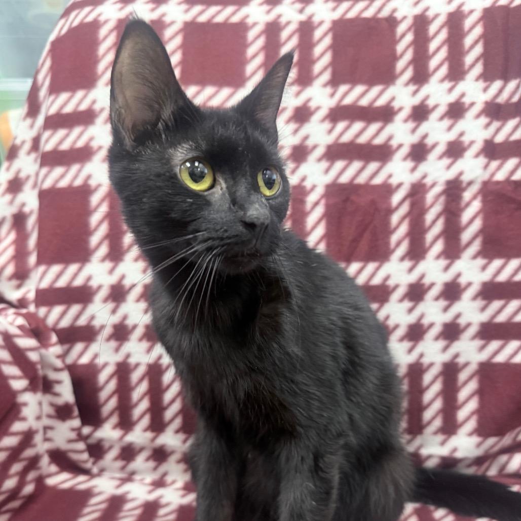 Enlarge Caroline, a Adoptable Domestic Short Hair in Jupiter, FL image 2/2