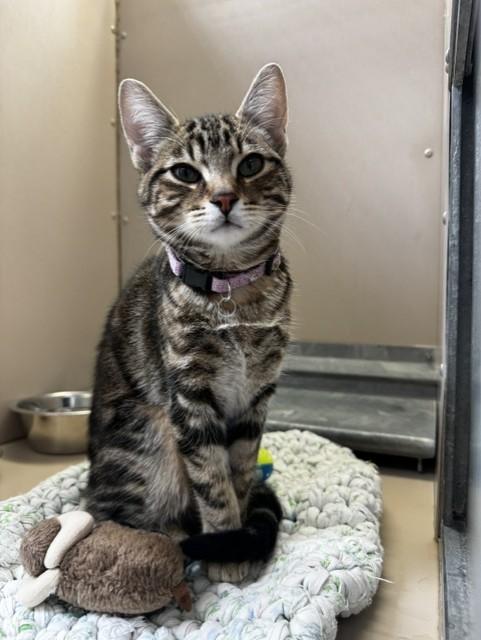 61096714, adopted, Young Female Domestic Short Hair.