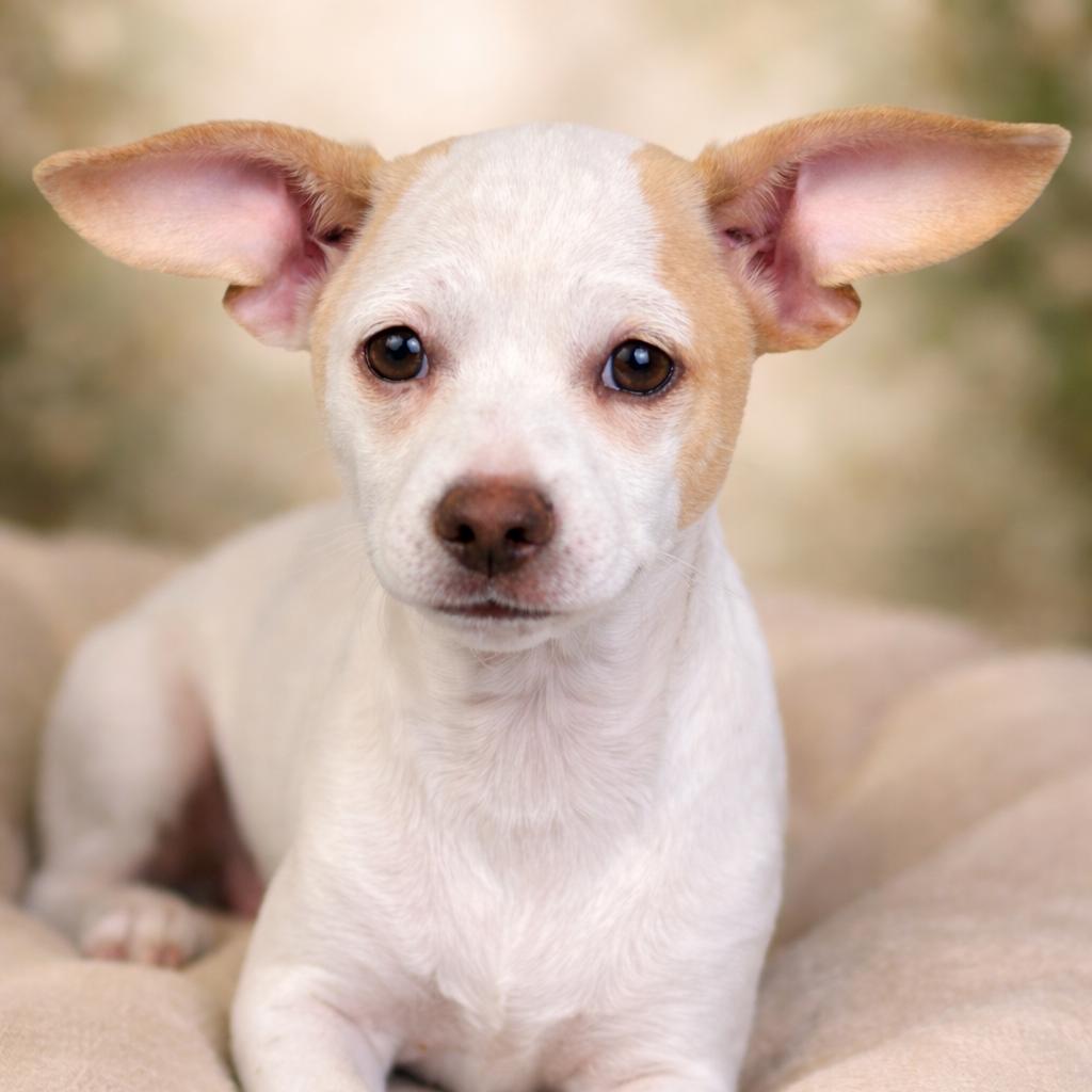 Enlarge Tundra - my mom is Icelyn and she is only 11 lbs, a Adoptable Chihuahua in San Antonio, TX image 2/3