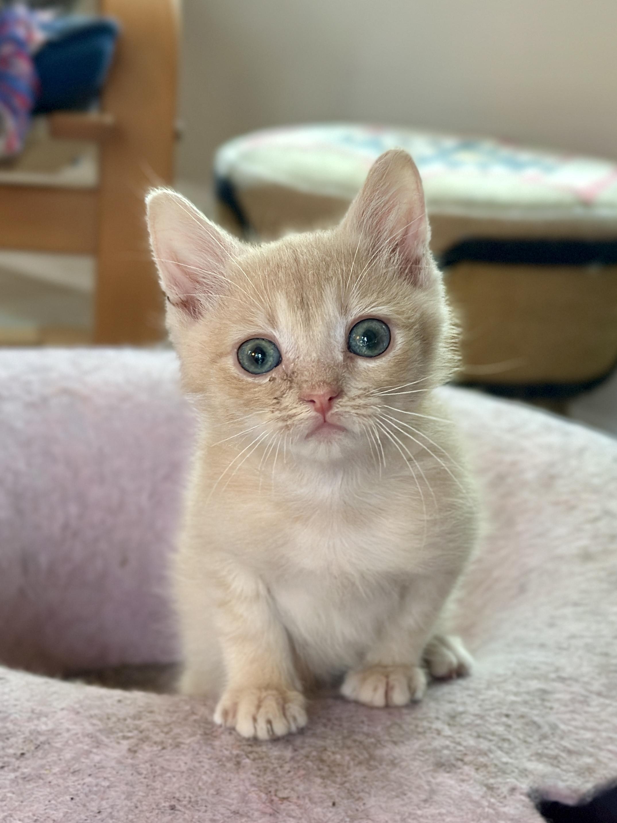 Howdy, Adoptable, Kitten Male Domestic Short Hair.