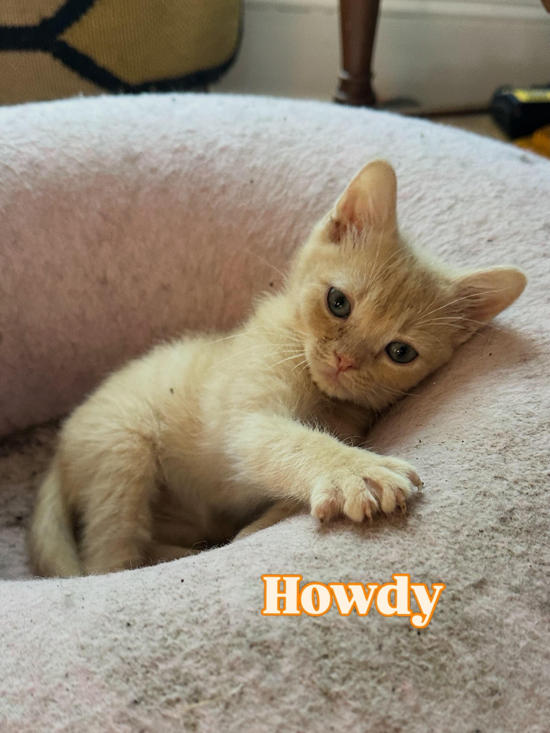 Enlarge Howdy, a Adoptable Domestic Short Hair in Suffolk, VA image 2/3