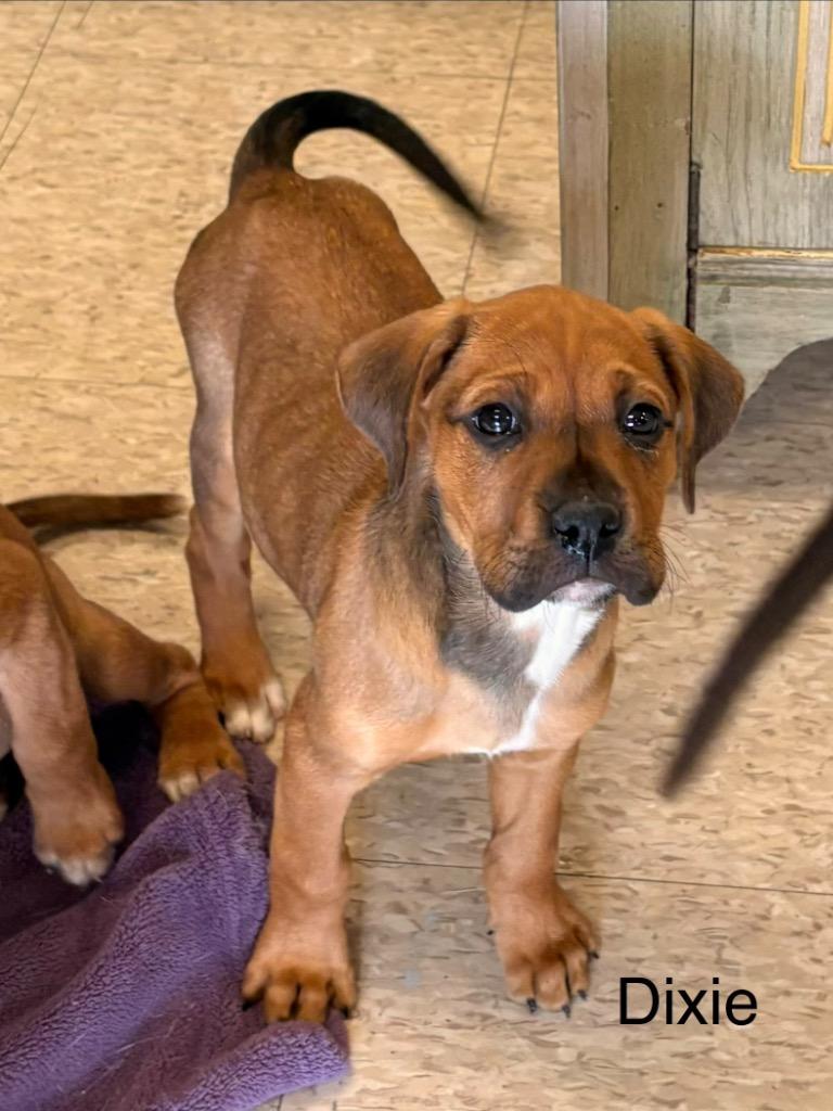 Dixie, a Adoptable Boxer in Heber City, UT image 2/2