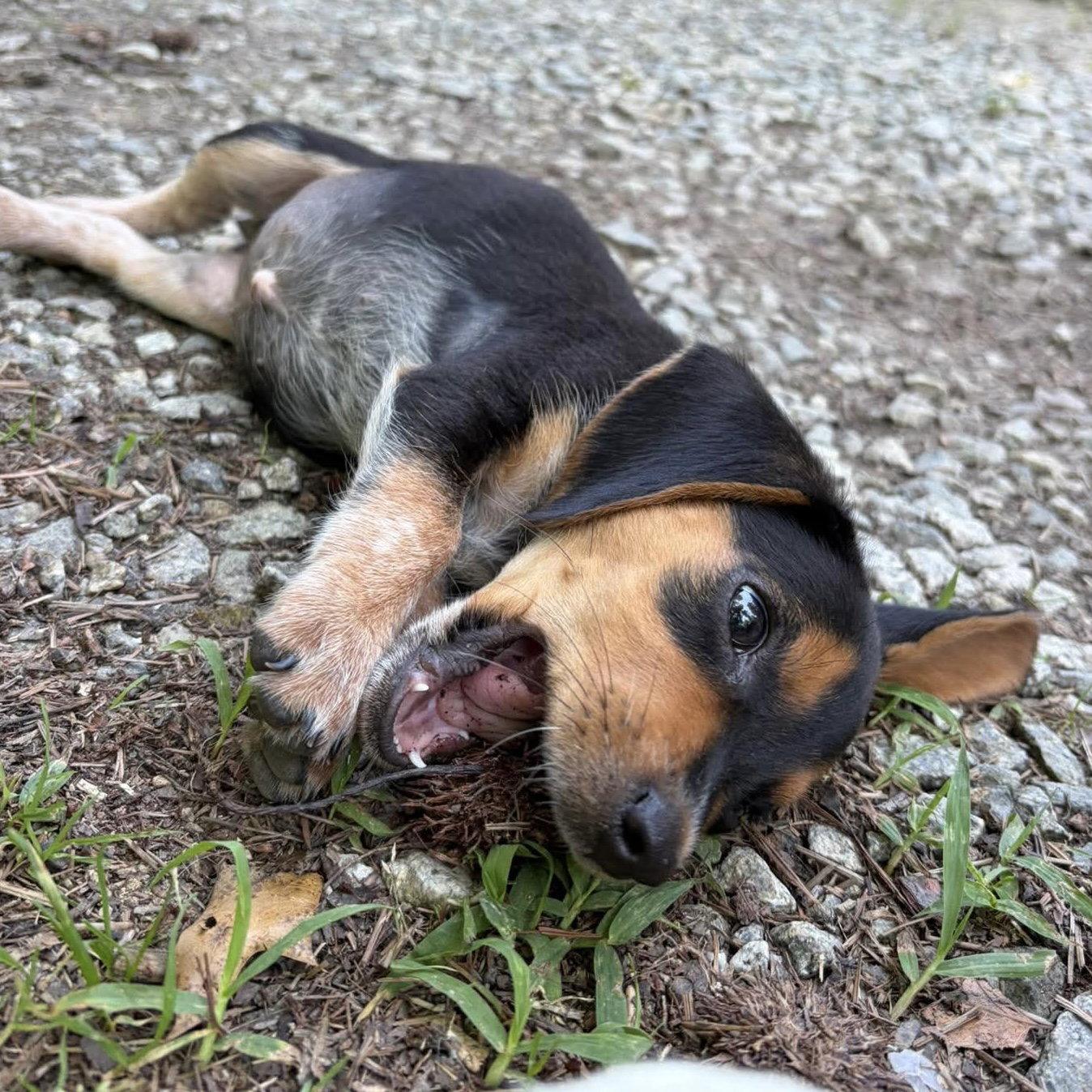 Pichu, Adopted, Puppy Female Beagle.