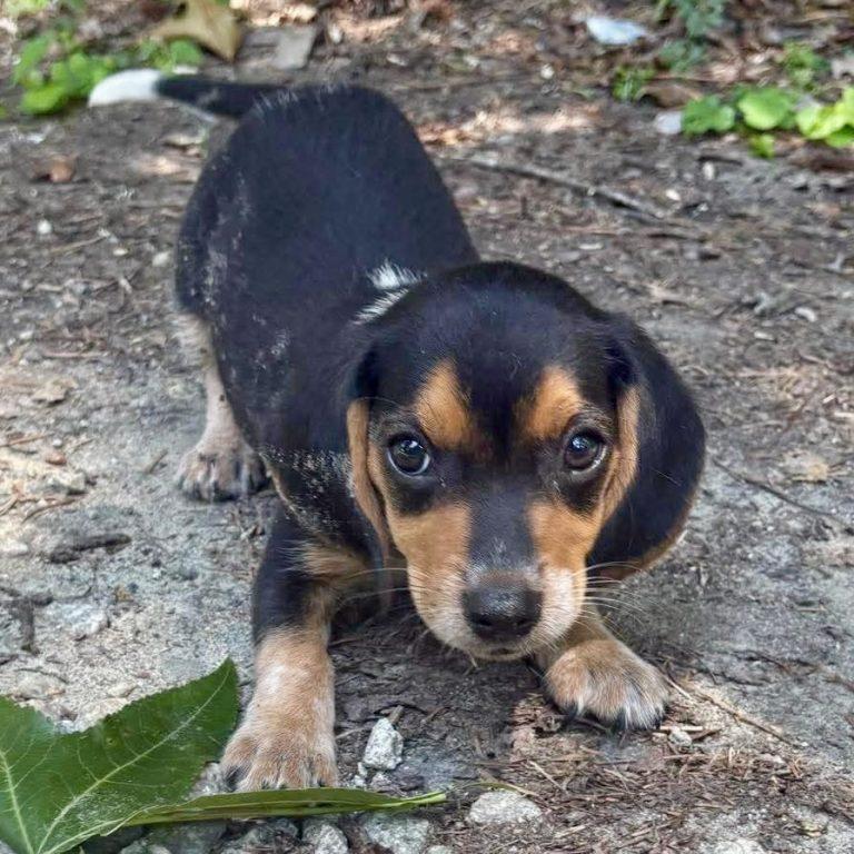 Pichu, a Adopted Beagle in Mebane, NC image 2/3