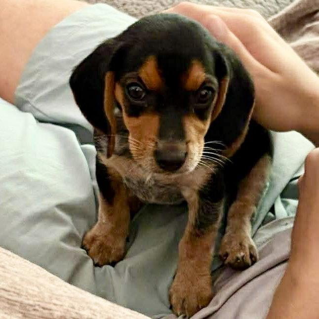 Pichu, a Adopted Beagle in Mebane, NC image 3/3