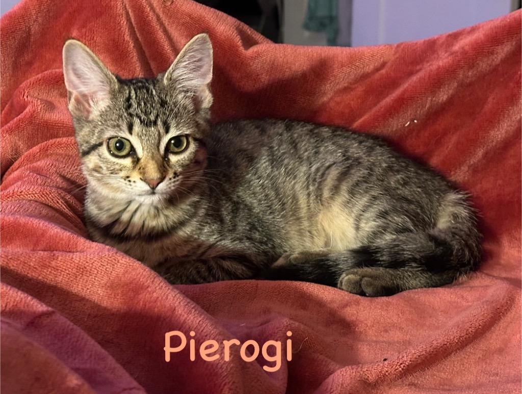 Pierogi
