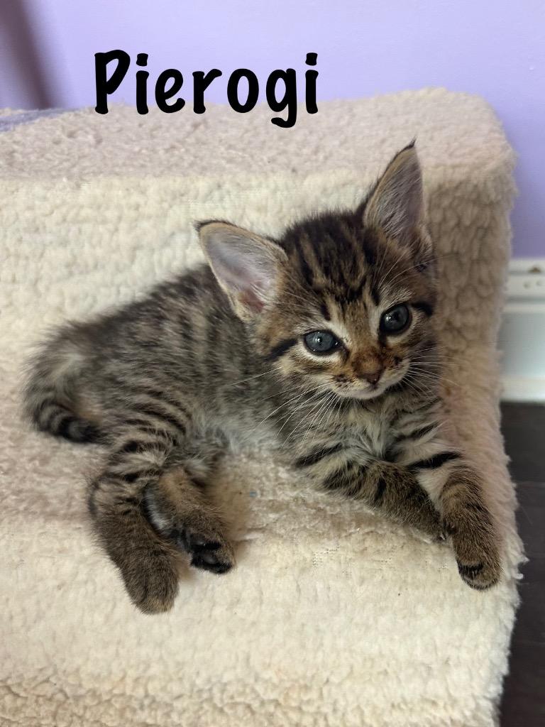 Pierogi