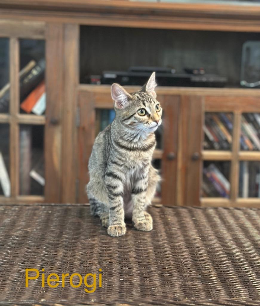 Pierogi