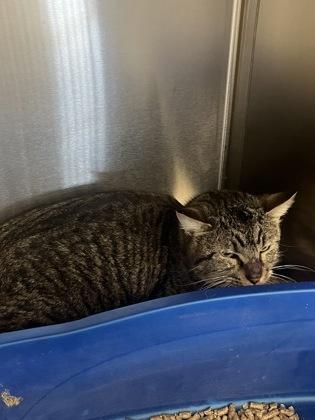 Roscoe, Adoptable, Adult Male Domestic Short Hair & Domestic Short Hair.