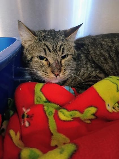 Enlarge Roscoe, a Adoptable mixed breed in Beatrice, NE image 2/2