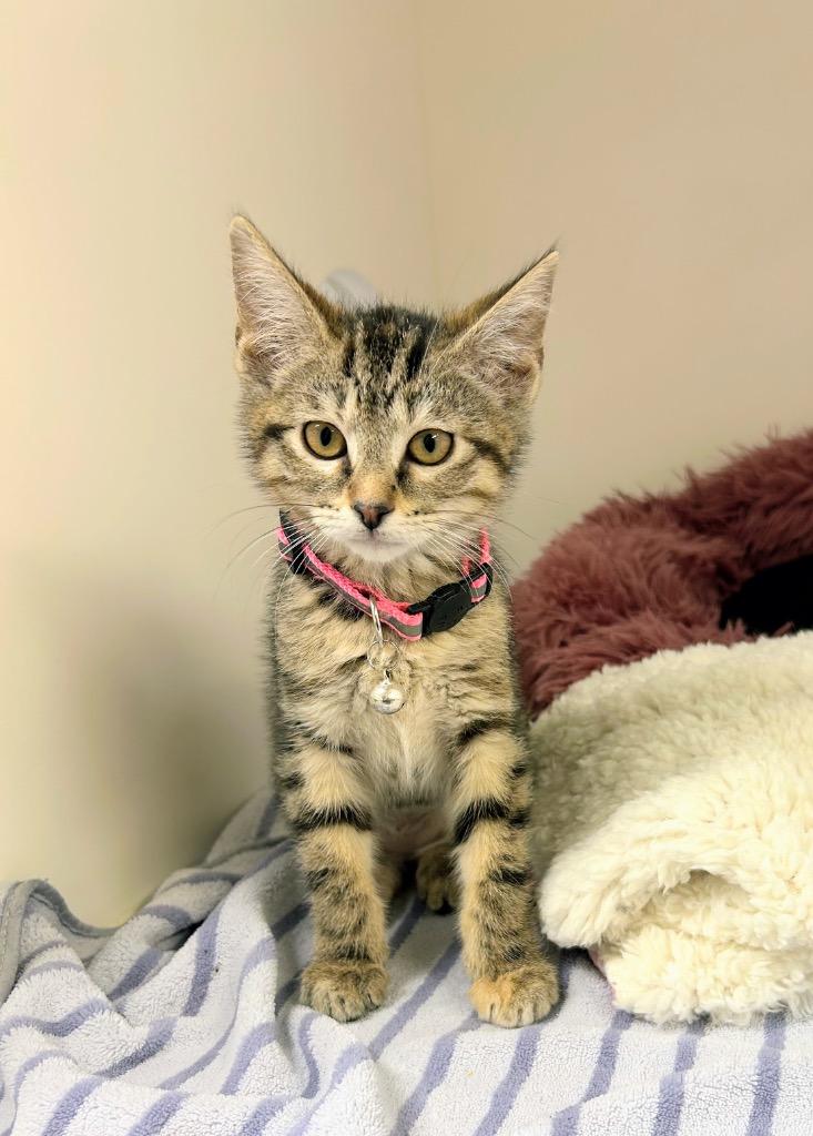 Iggy, a Adoptable mixed breed in Bryant, AR image 1/3
