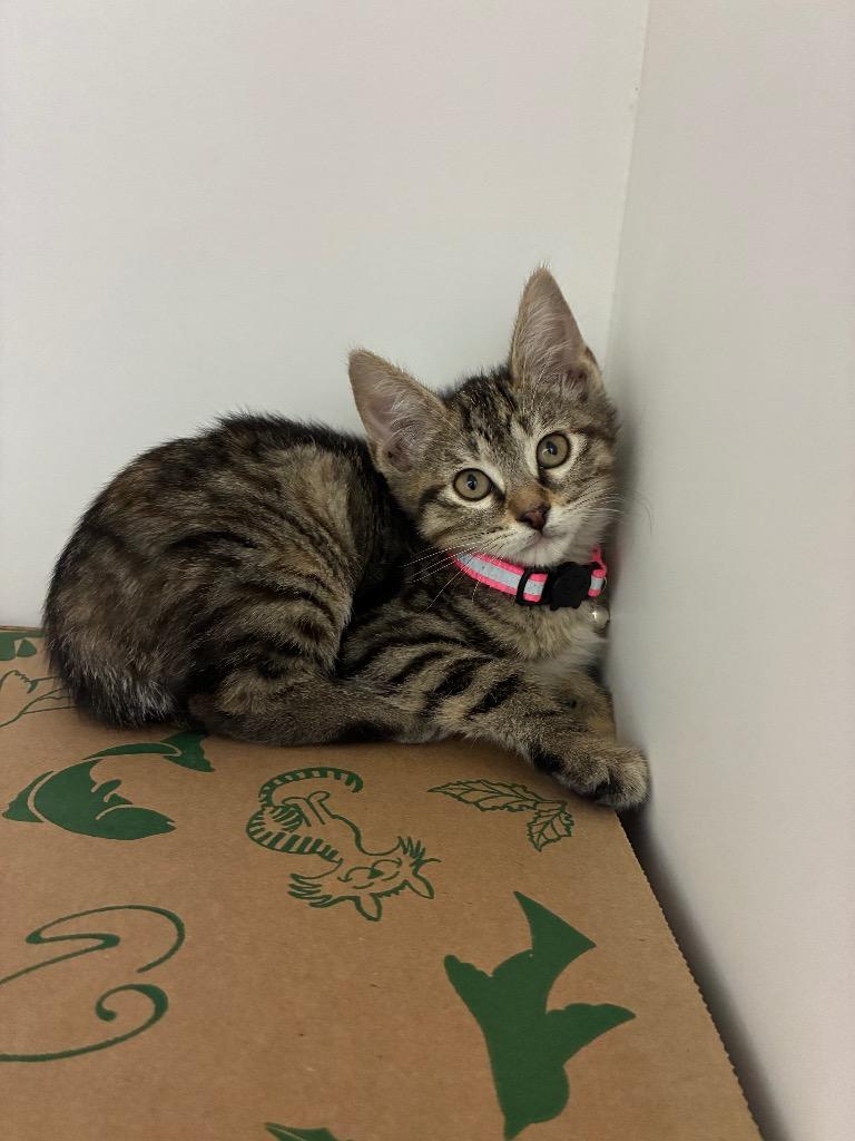 Iggy, a Adoptable mixed breed in Bryant, AR image 2/3
