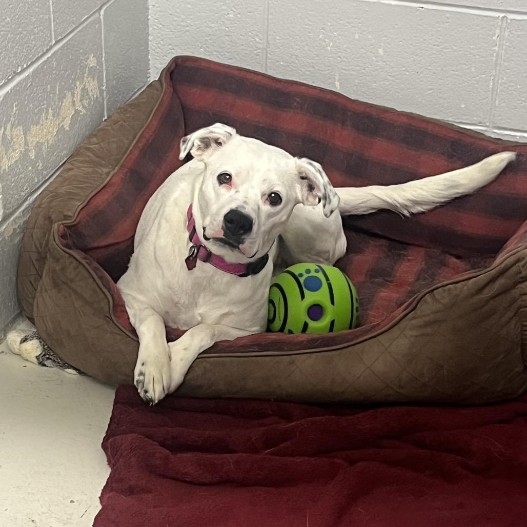 Crystal, Adoptable, Adult Female Cattle Dog & Mixed Breed.