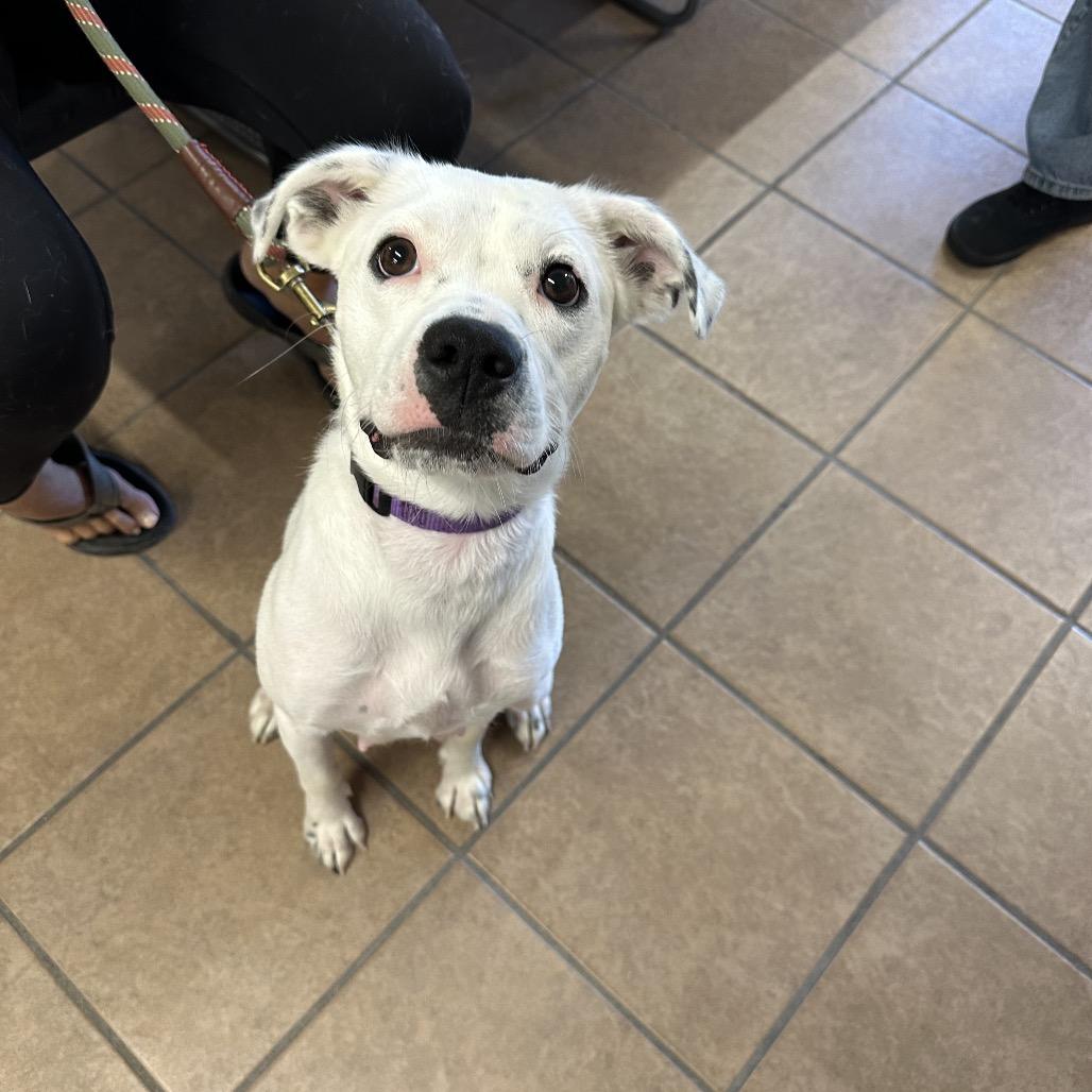 Crystal, a Adoptable mixed breed in Delaware, OH image 3/6