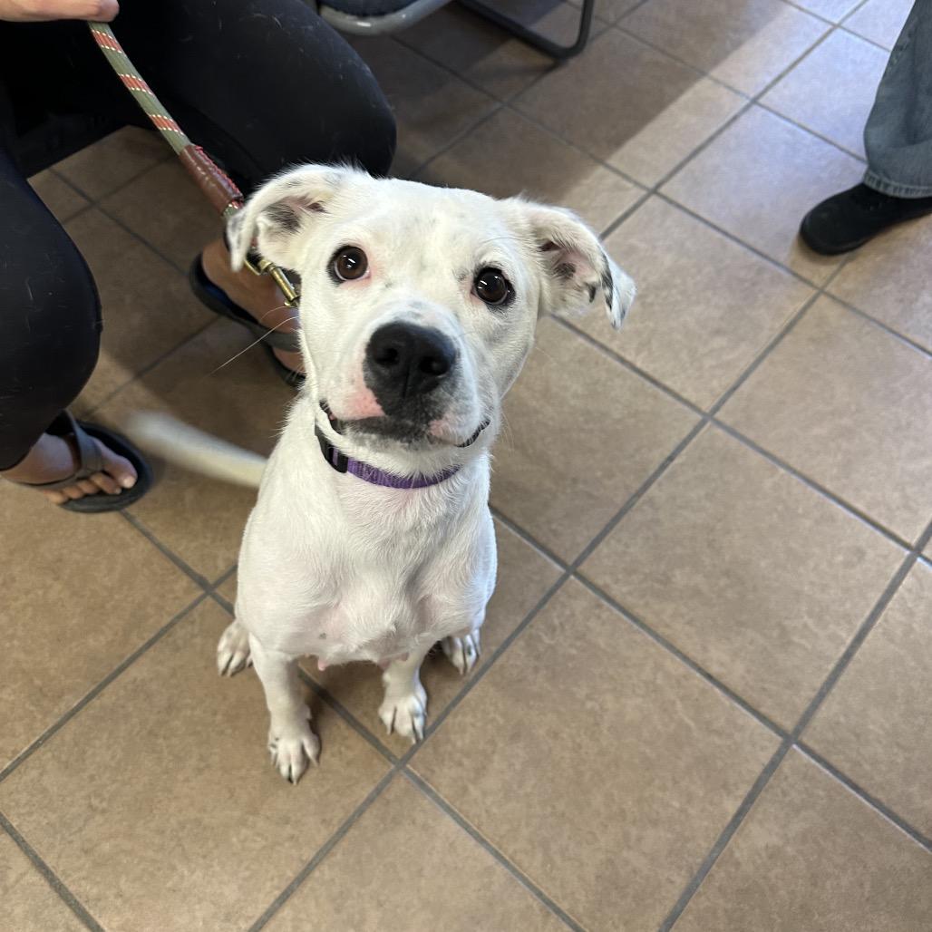 Crystal, a Adoptable mixed breed in Delaware, OH image 4/6