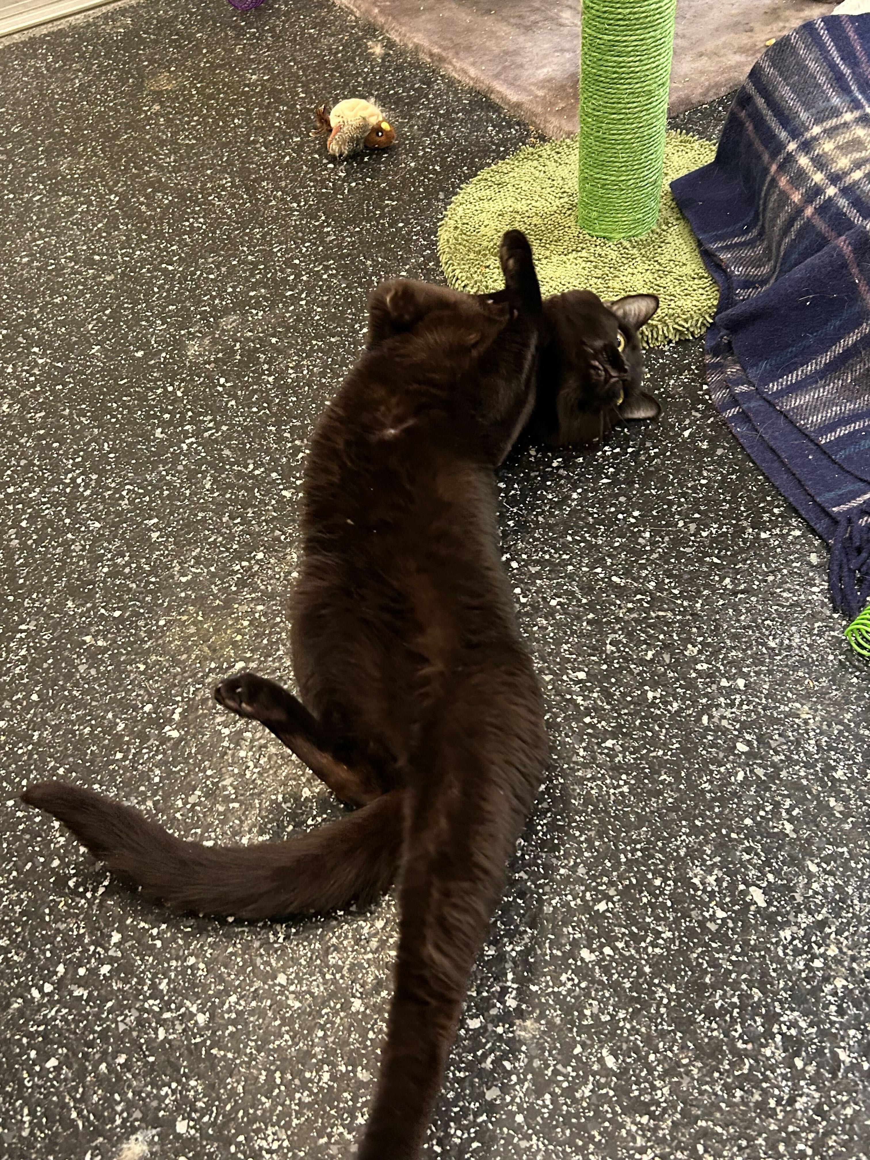 Enlarge Lovebomb and Meowtek Industries, a Adoptable Domestic Short Hair in Waltham, MA image 5/5