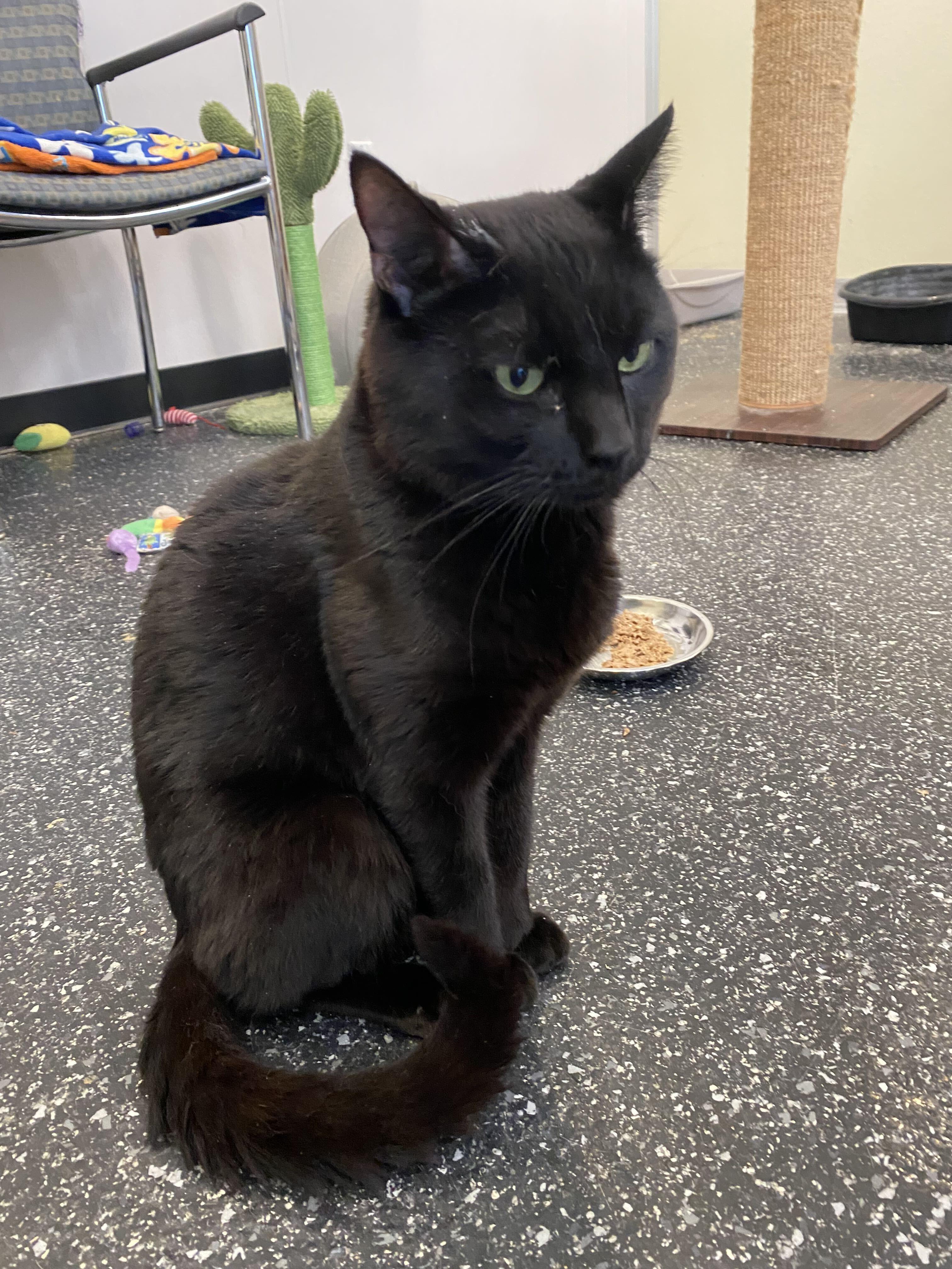 Lovebomb and Meowtek Industries, Adoptable, Young Male Domestic Short Hair.