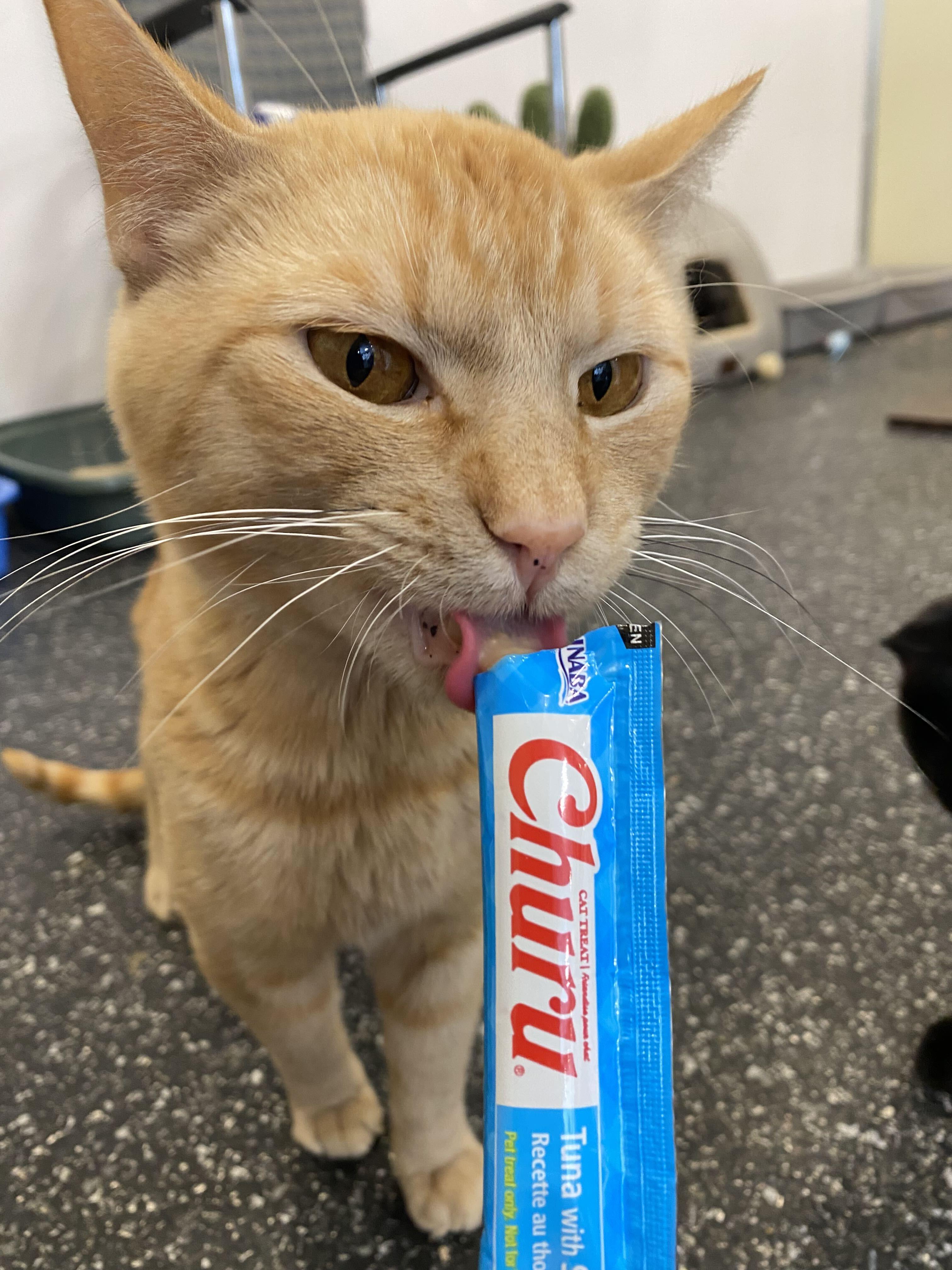 Enlarge Lovebomb and Meowtek Industries, a Adoptable Domestic Short Hair in Waltham, MA image 2/5