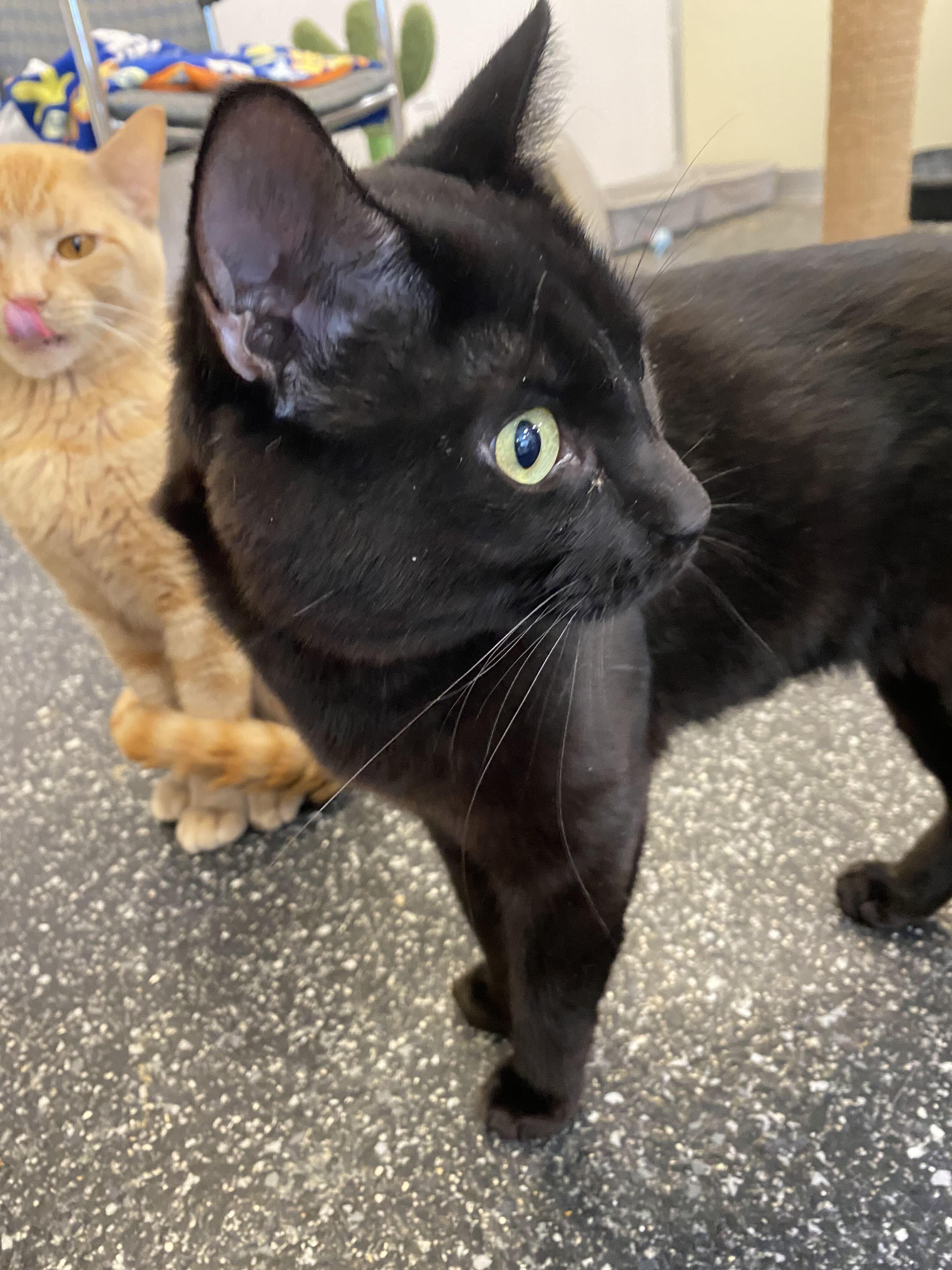 Enlarge Lovebomb and Meowtek Industries, a Adoptable Domestic Short Hair in Waltham, MA image 3/5