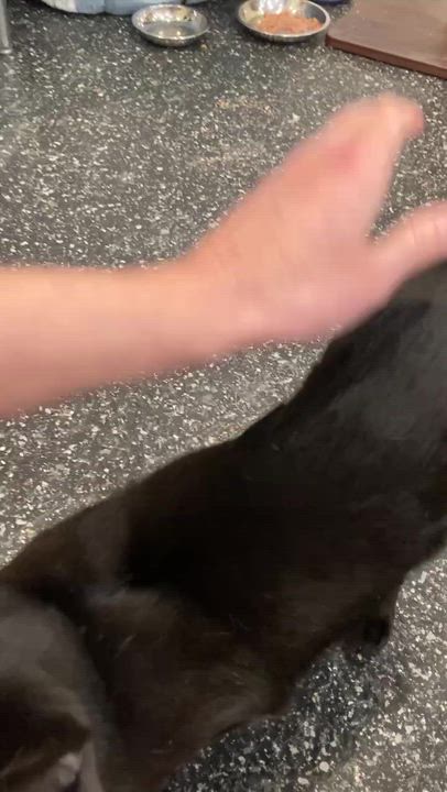 Enlarge Lovebomb and Meowtek Industries, a Adoptable Domestic Short Hair in Waltham, MA video 4/5