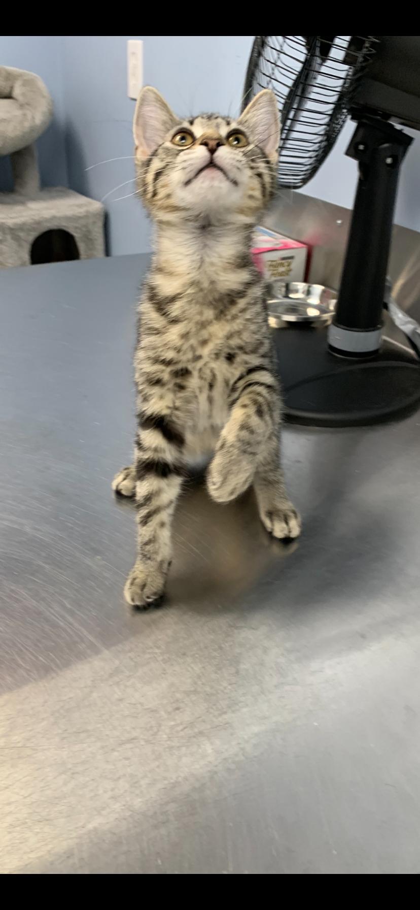 Georgia, an adoptable Domestic Short Hair in Brooks, AB, T1R 1B2 | Photo Image 3