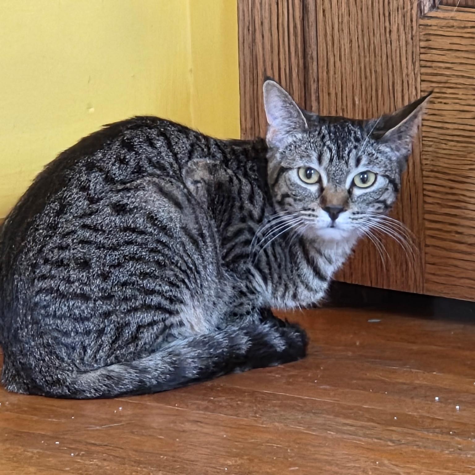 Roo, a Adoptable Domestic Short Hair in Minneapolis, MN image 1/6