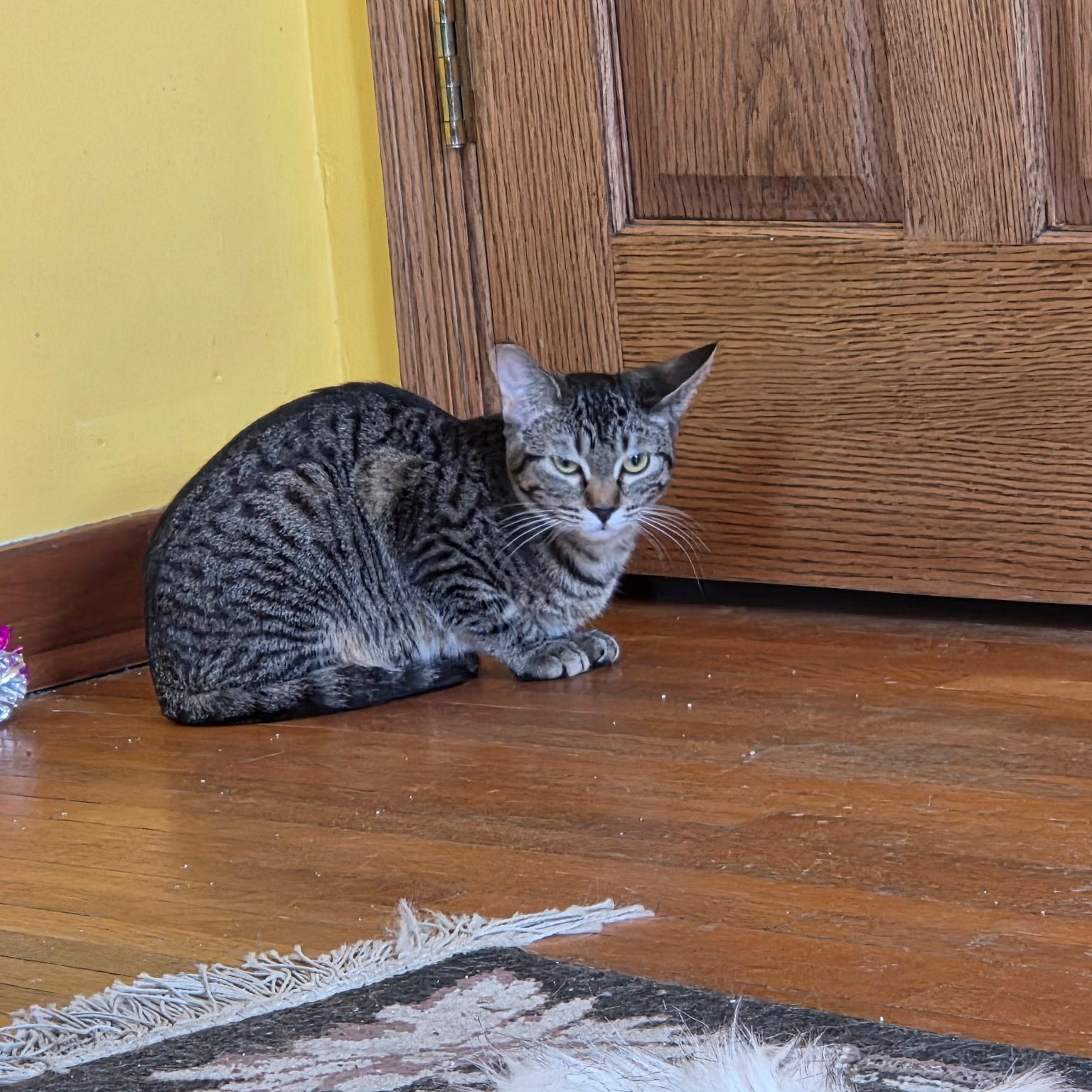 Roo, a Adoptable Domestic Short Hair in Minneapolis, MN image 4/6