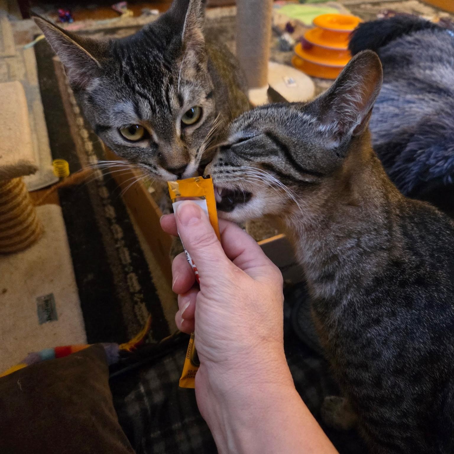 Roo, a Adoptable Domestic Short Hair in Minneapolis, MN image 3/6